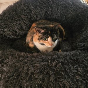 KivaInNewBed.jpg